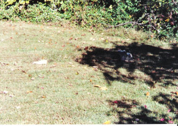 Bush Cemetery