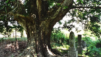 Richardson Burying Grounds